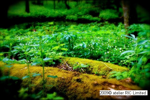 Photography:  /ˌsen(t)əˈmen(t)l/ 